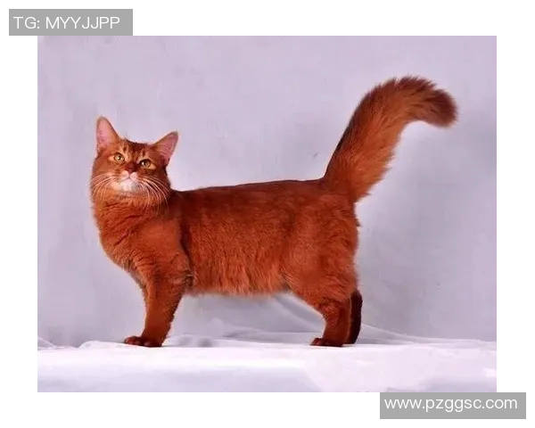 足球明星与他们的猫咪视频大盘点可爱瞬间让你心动不已